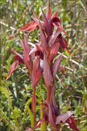 Image of Long-lipped Serapias