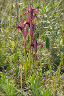 Serapias vomeracea (Burm. fil.) Briq.的圖片