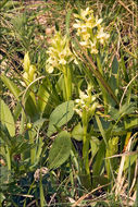 Image of Elder-flowered orchid