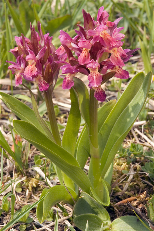 Dactylorhiza sambucina (L.) Soó的圖片