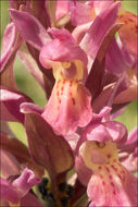 Image of Elder-flowered orchid