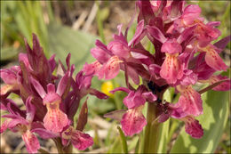 Image of Elder-flowered orchid