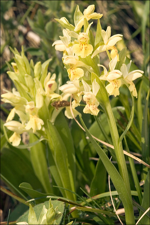 Dactylorhiza sambucina (L.) Soó的圖片