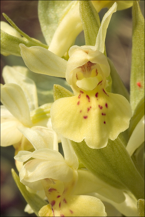 Dactylorhiza sambucina (L.) Soó的圖片