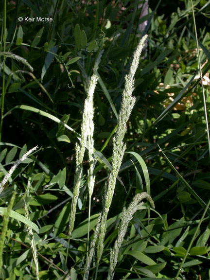 Imagem de Agrostis exarata Trin.
