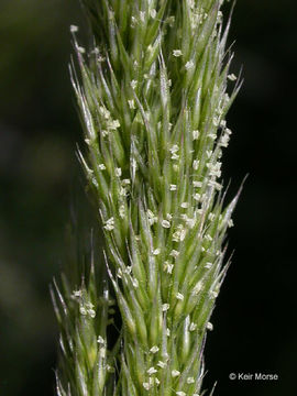 Image of spike bentgrass