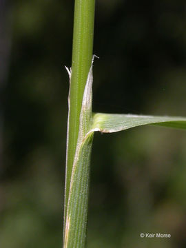 Image of spike bentgrass