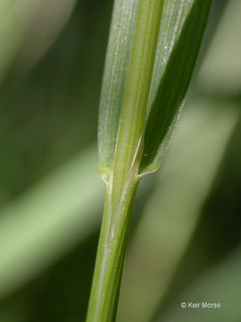 Image of seashore bentgrass