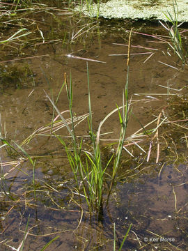 Image of Orange Foxtail