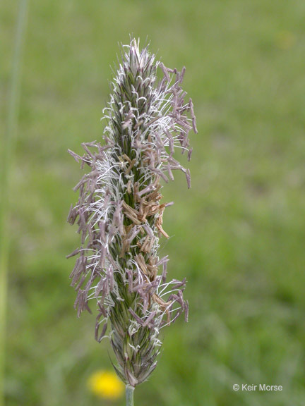 Image of meadow foxtail