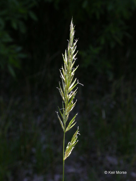 Image of Sweet vernal grass