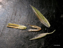 Image of Sweet vernal grass