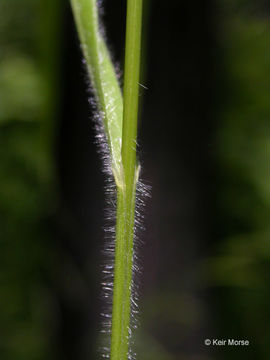 Image of false broom