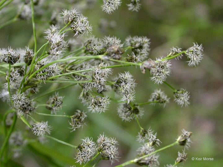 Image of panicled bulrush