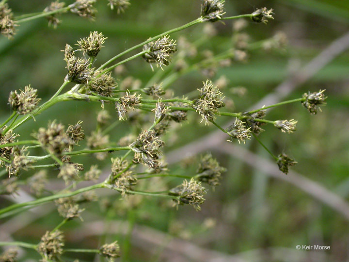 Image of panicled bulrush