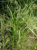 Image of panicled bulrush