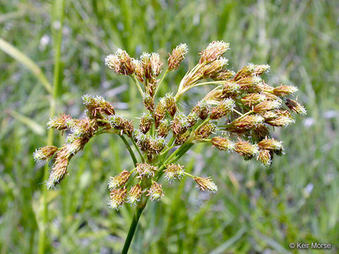 Image of rufous bulrush