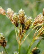 Image of rufous bulrush