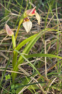 Image of Tongue-orchid