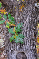 Image of Gambel Oak