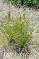 Image of soapweed yucca