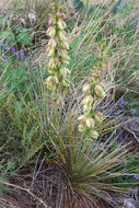 Sivun Yucca glauca Nutt. kuva