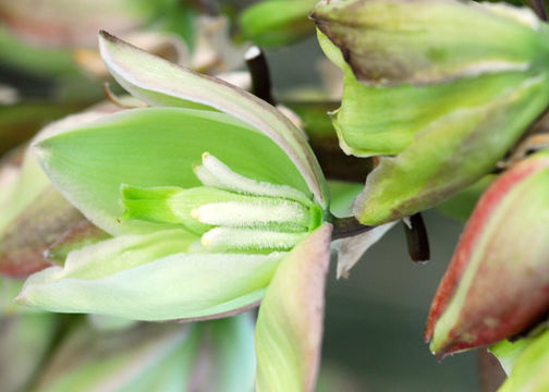 Sivun Yucca glauca Nutt. kuva