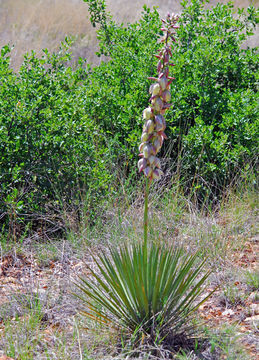 Image of New Mexico Spanish bayonet