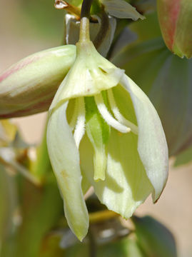 Image of New Mexico Spanish bayonet