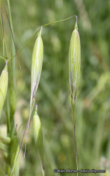 Image of wild oat