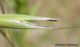 Image of wild oat