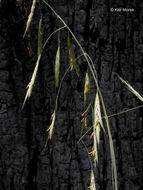 Image of California brome