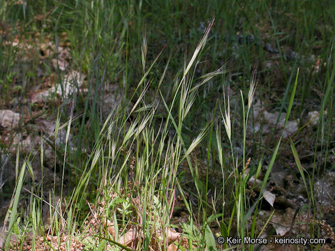 Plancia ëd Bromus sterilis L.