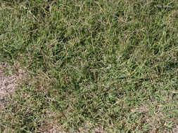 Image of Bermuda grass