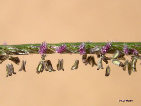 Image of Bermuda grass