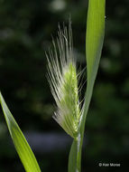 Image of Bristly dogstail grass