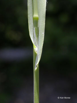 Image of Bristly dogstail grass