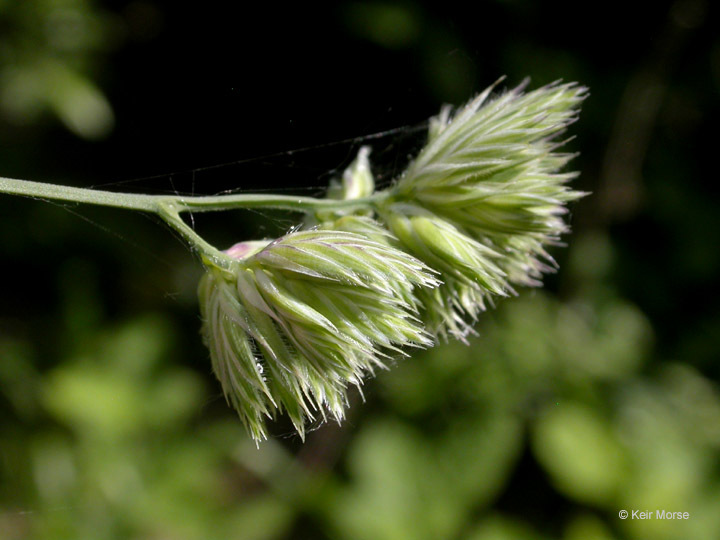 Image of Cock's-foot