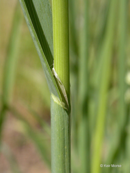 Image of Cock's-foot