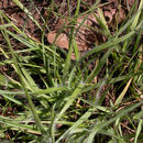 Image of <i>Danthonia californica</i> var. <i>americana</i>