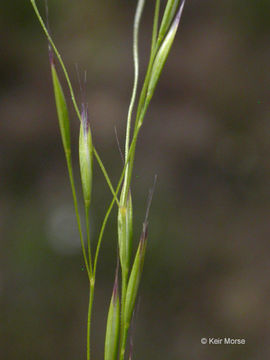 Plancia ëd Deschampsia danthonioides (Trin.) Benth.