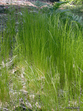 Deschampsia elongata (Hook.) Munro的圖片