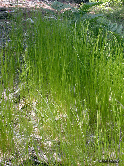 Image of slender hairgrass