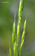 Imagem de Deschampsia elongata (Hook.) Munro