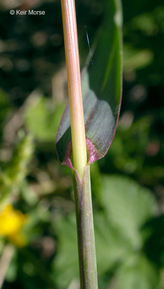 Plancia ëd Echinochloa crus-galli (L.) P. Beauv.