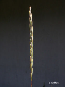 Image of quackgrass