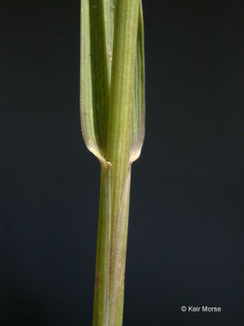 Слика од Пиреј (растение)