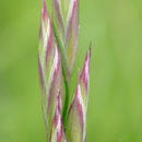 Image of tall fescue