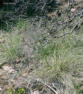 Image of California fescue