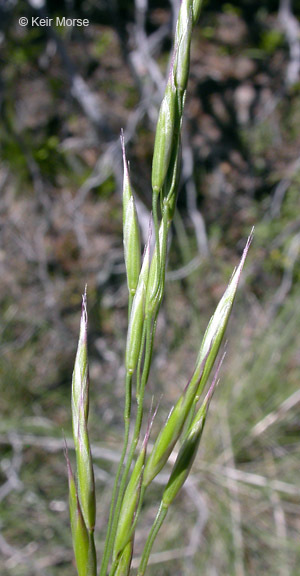 Plancia ëd Festuca californica Vasey